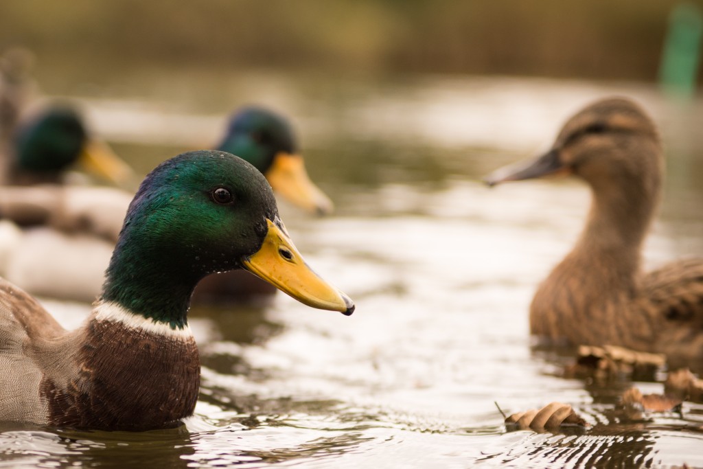 20121013-linkoping-hackeforsrnd-46